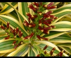 Pack 3 Dracaena Red Ruby &amp; Pandanus veitchii &amp; Nev