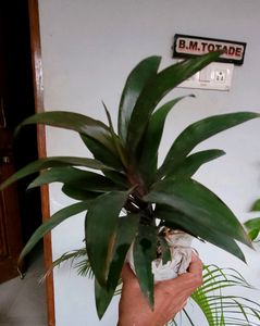 Set 2 Zebronics &amp; Syngonium Plant