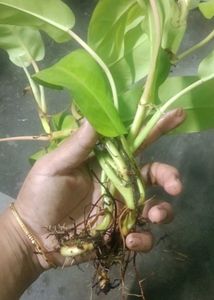 philodendron lemon lime 2 plant