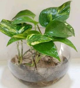 combo of 3 plants