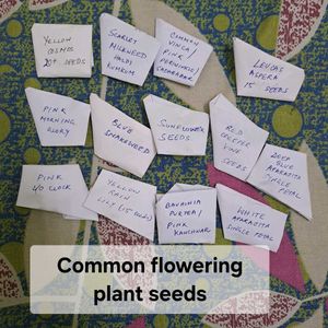 Flowering Plant Seeds (22 varieties)