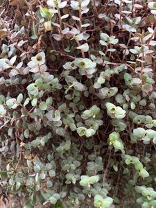 Vibrant Purple Heart Plant and other plants cuttin