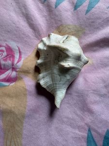 Antique Large Seashell Decor