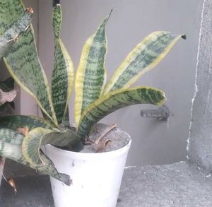 Real Snake Plant for Sale