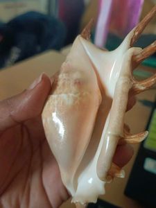 Unique Decorative Seashell