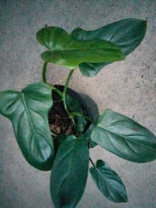 2 hanging and I climber plants combo
