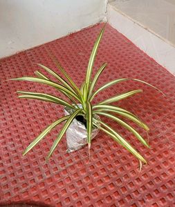 Pack 3 Dracaena Red Ruby &amp; Pandanus veitchii &amp; Nev