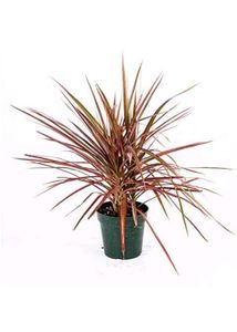 Dacina Plant Pk 1