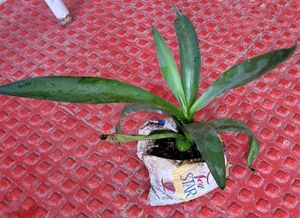 Agave Attenuata  Plant🌵