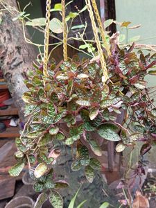 Hanging Basket Plant