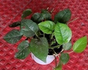 Money Plant 🌵&amp; Pot