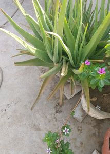 Aloevera Plant 7 Year Mature Plan So Many Baby