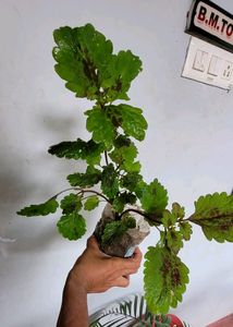 Pack 2 Arrowhead &amp; Plectranthus Nitidus Plans