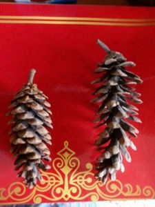 2 Real Pine Cones From Bhutan