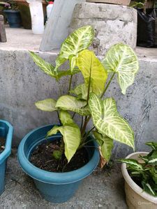 live Beginner-friendly plant combo of 4 at just 30