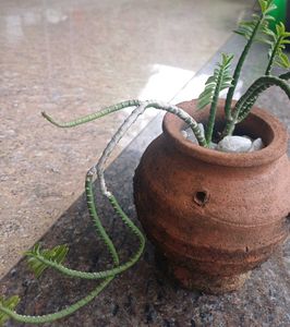 Devils Back Bone Plant
