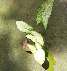 Arrowhead plant (3 plants)