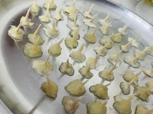 Pooja Needs Ghee Bhati 52 Pices