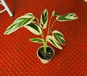 Never Neverplant