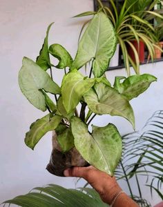 Pack 2 Zabronics &amp; Arrowhead Plants