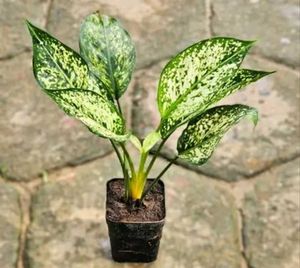 BUY ONE GET TWO Aglaonema Indoor/Outdoor Plant