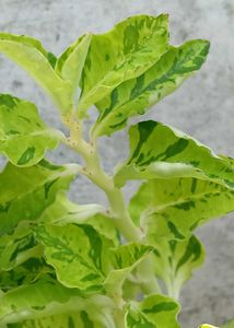 Two Varities Of Devil's Backbone &amp; Mexican Mint