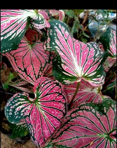 Thai beauty caladium