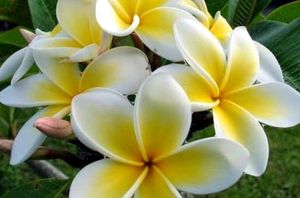 2 Color Champa Plant &amp; 1 Leaf Plan