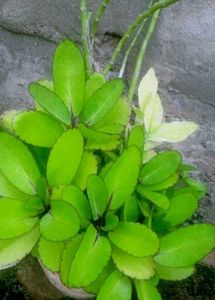 Pattarchatta plant