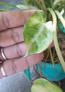 Variegated  burl marx Plant
