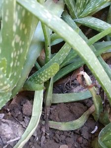 Big Aloe Vera Plant With Roots