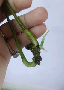 epipremnum pinnatum albo Cuttings