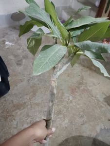2 Color Champa Plant &amp; 1 Leaf Plan