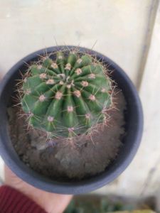 Ball Cactus Healthy Plant