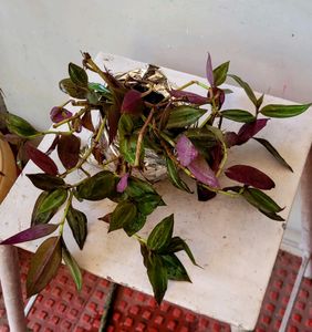 Combo zebrina Plant 🌱&amp;1pot