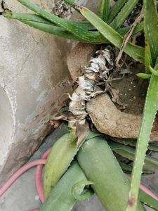 aloe plant with root