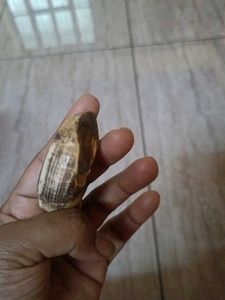 Vintage Wild Boar Tusk Pendant
