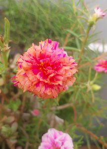 Miss 9 AM  , Portulaca, Purslene