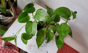 Set 2 Money Plant &amp; Syngonium Plans