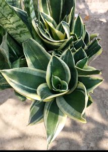 Whole1 Year Old Mature Dwarf Snake Plant