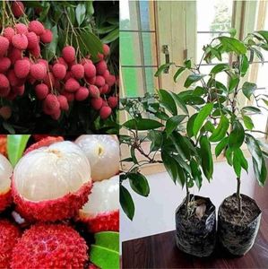 Litchi Fruit Seeds