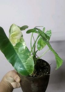 Variegated Philodendron burl marx
