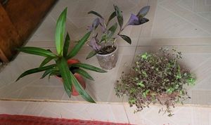 3 Set Moses in the Cradle &amp;Turtle Vine plants