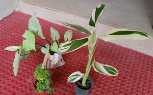 3 pack Arrowhead & NeverNever &Ming Areliaplants,