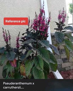 Assorted Plants Combo