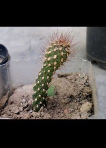 Expensive Cactus Plant