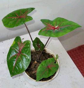 Caladium Biclor Plant🌵&amp; Pot