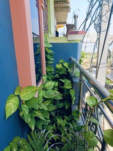 BUY ONE GET THREE Live Money Plant For Good Luck