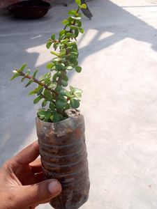 1Jade &amp; Leaf Plant