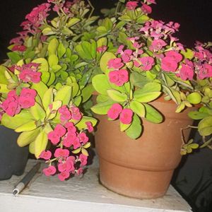 combo of 3 plants